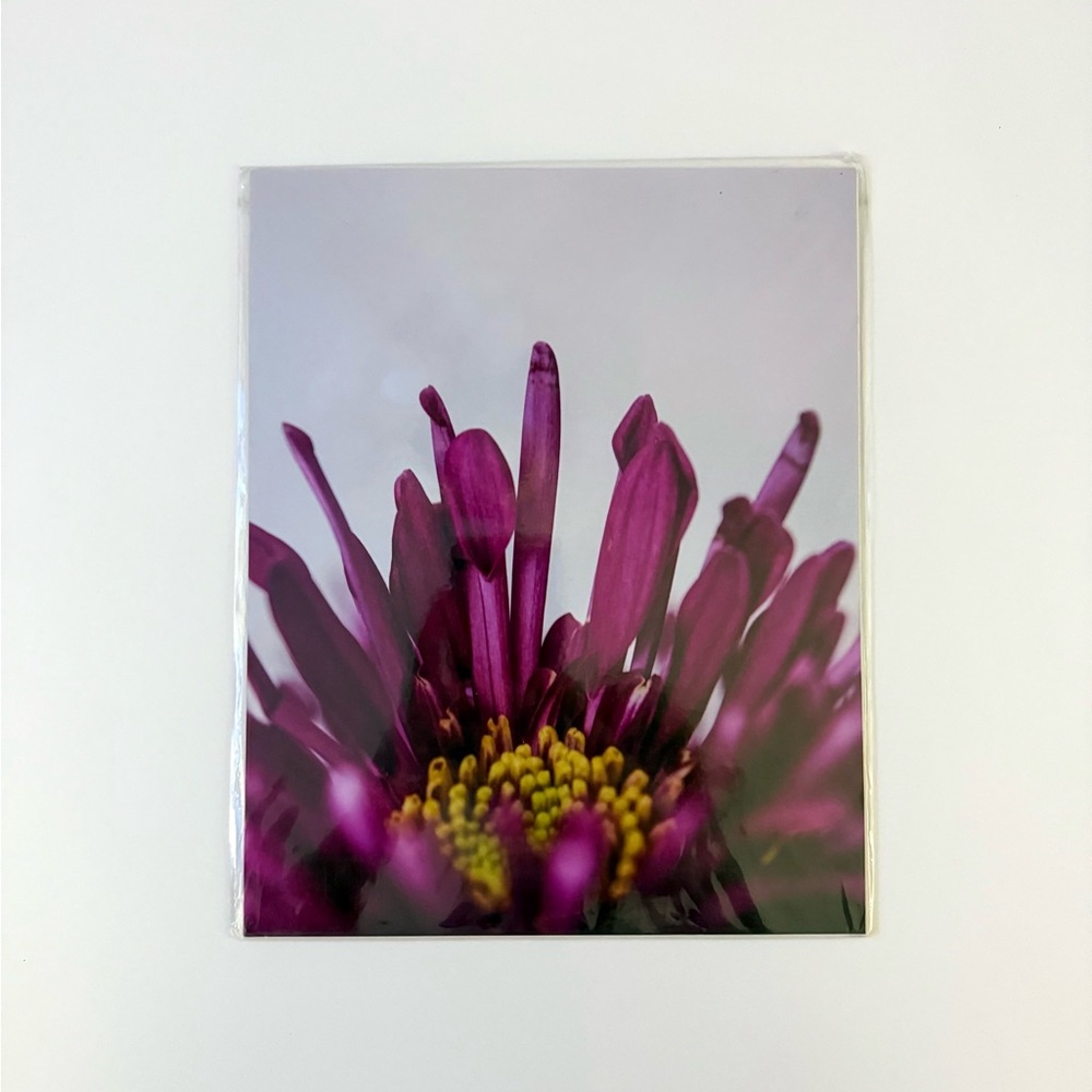 8x10 Mum Flower Print